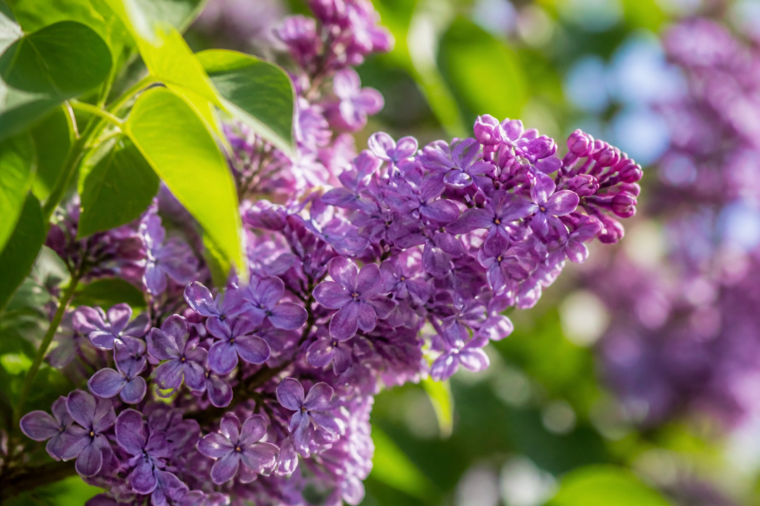 Comment bouturer le lilas au meilleur moment de l'année
