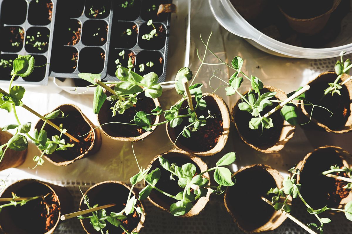 Créer un jardin potager en carrés : guide pas-à-pas