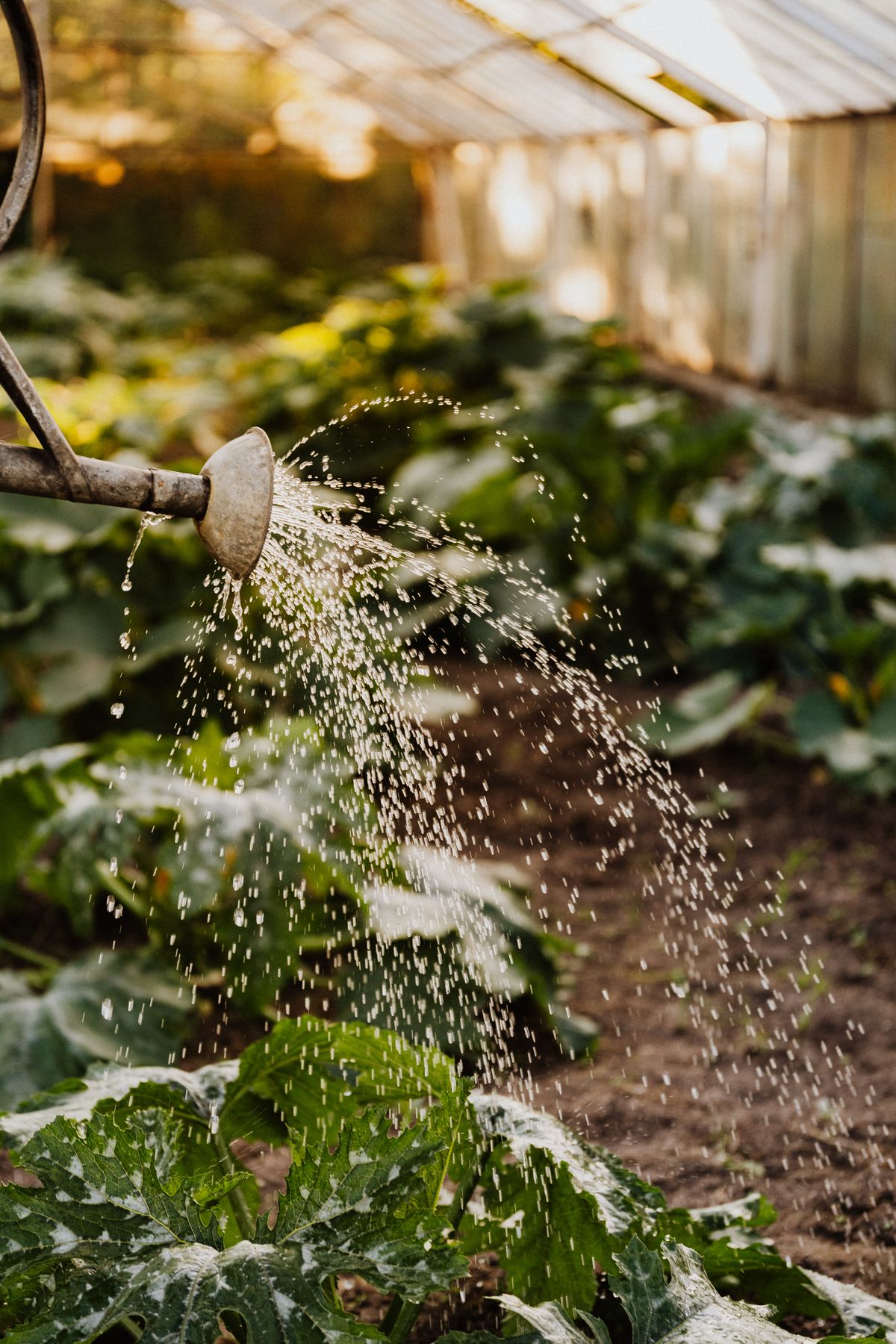Créer un jardin potager en carrés : guide pas-à-pas