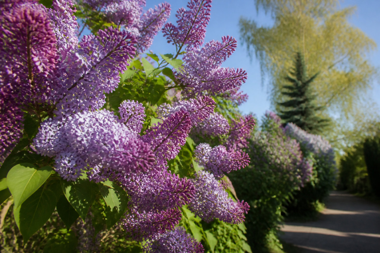 Le moment idéal pour savoir quand tailler vos lilas