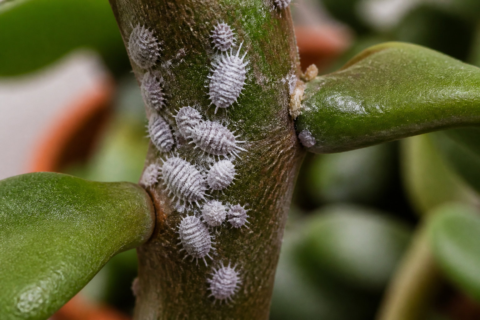 Diagnostic des feuilles molles et problèmes de santé fréquents