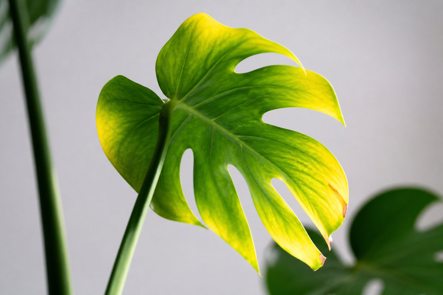 Pourquoi votre Monstera a les feuilles qui jaunissent